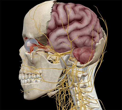 Vision-extraocular-muscles-optic-nerve-chiasm